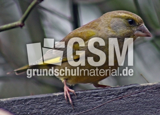 Grünfink-126.jpg